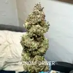 First Grow | Sundae Driver