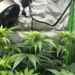 First Grow | Sundae Driver