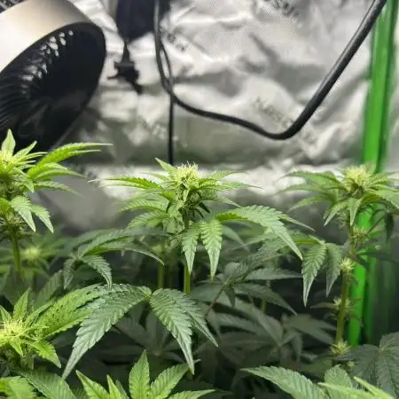 First Grow | Sundae Driver