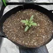 Scoopski F2 | Night Owl Seed | AUTO