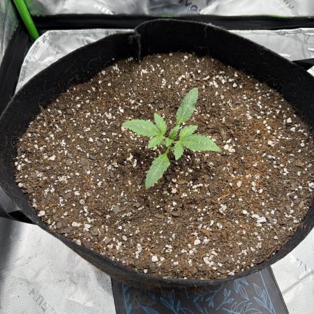 Scoopski F2 | Night Owl Seed | AUTO
