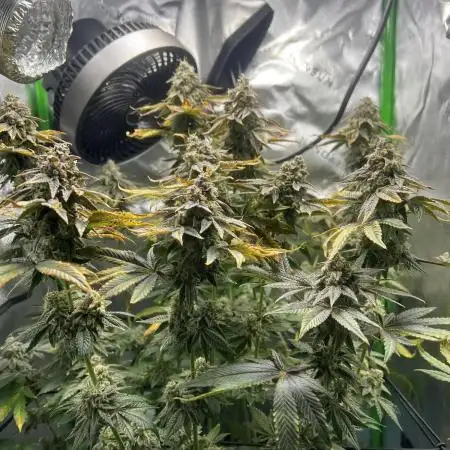 First Grow | Sundae Driver