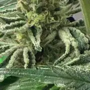 Marrakesh | Purple City Genetics