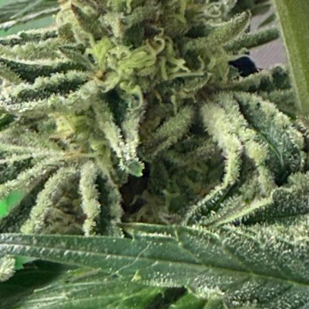 Marrakesh | Purple City Genetics