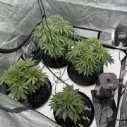 Blue Slushie F2 | Cherry Grenada