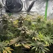 Tropical Cooler | Atlas Seeds