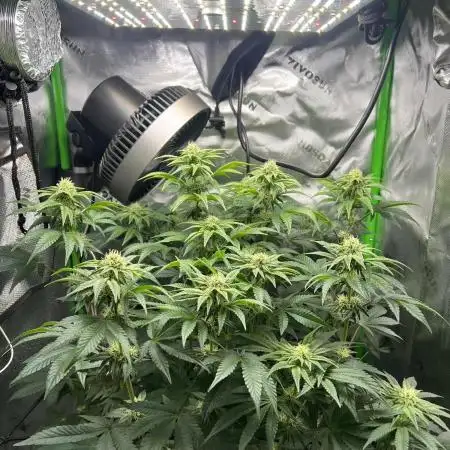 First Grow | Sundae Driver
