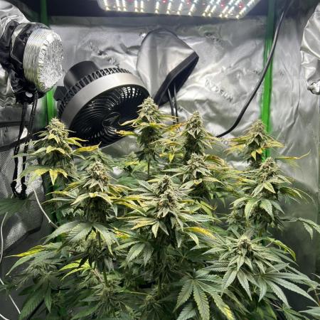 First Grow | Sundae Driver