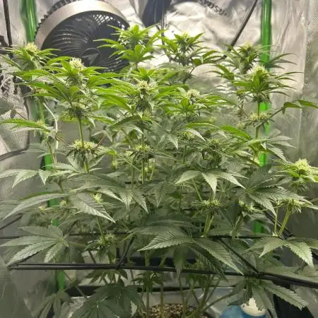 First Grow | Sundae Driver