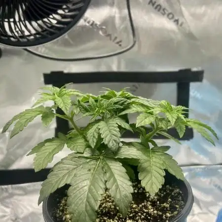 First Grow | Sundae Driver