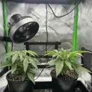 Tropical Cooler | Atlas Seeds