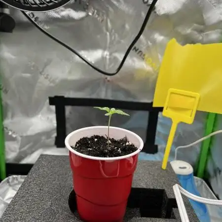 First Grow | Sundae Driver