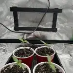 Tropical Cooler | Atlas Seeds