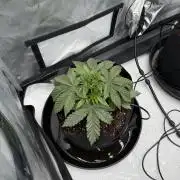 Stuffed Blue Cherry | Raw Genetics