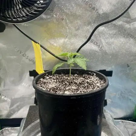 First Grow | Sundae Driver