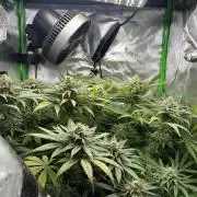Tropical Cooler | Atlas Seeds