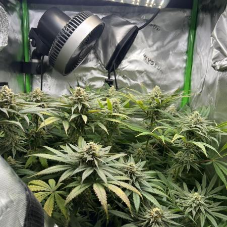 Tropical Cooler | Atlas Seeds