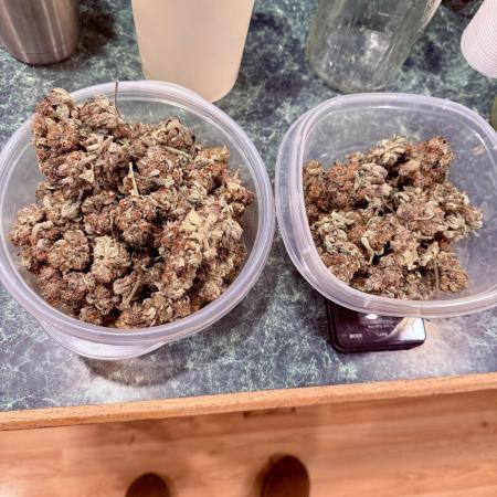 Marrakesh | Purple City Genetics