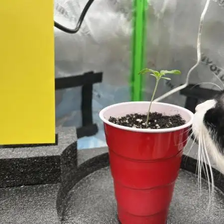 First Grow | Sundae Driver