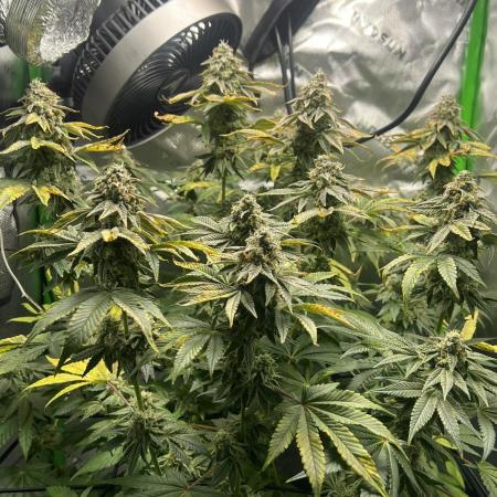 First Grow | Sundae Driver