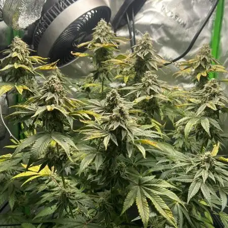 First Grow | Sundae Driver
