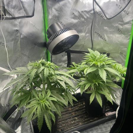 Tropical Cooler | Atlas Seeds