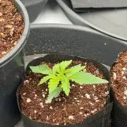 Blue Slushie F2 | Cherry Grenada