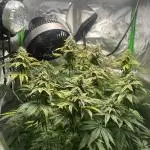 First Grow | Sundae Driver