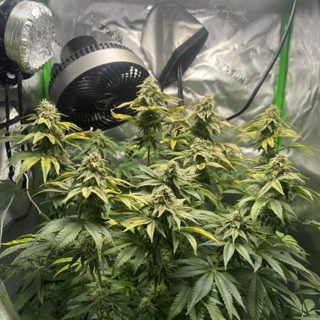 First Grow | Sundae Driver