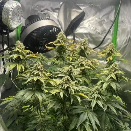 First Grow | Sundae Driver