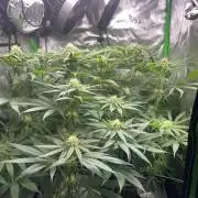 Tropical Cooler | Atlas Seeds