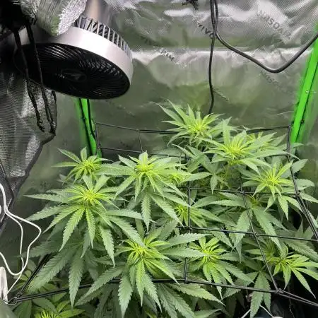 Tropical Cooler | Atlas Seeds