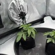 Stuffed Blue Cherry | Raw Genetics