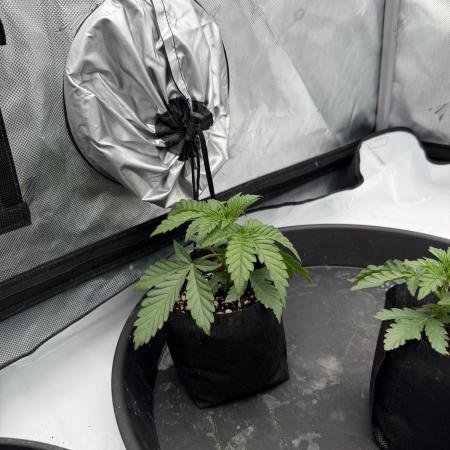 Stuffed Blue Cherry | Raw Genetics