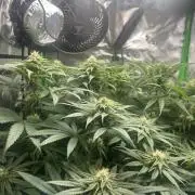 Tropical Cooler | Atlas Seeds