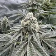 Stuffed Blue Cherry | Raw Genetics