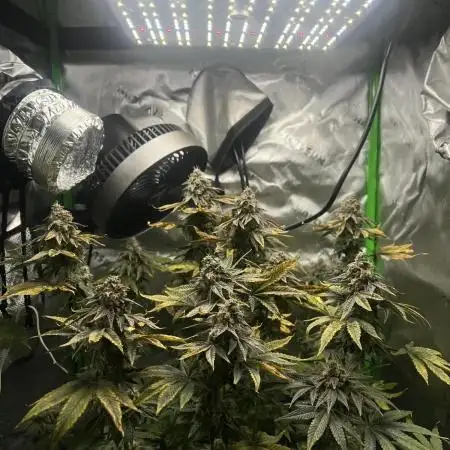 First Grow | Sundae Driver