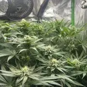 Tropical Cooler | Atlas Seeds