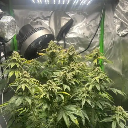 First Grow | Sundae Driver