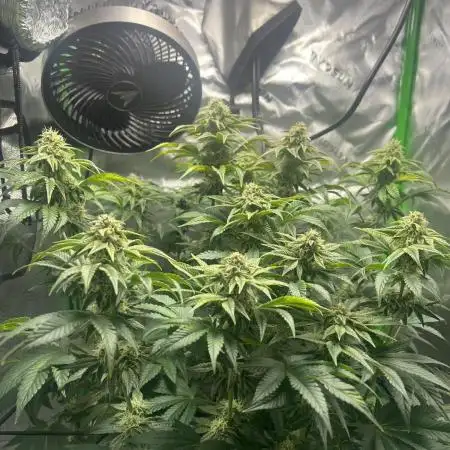 First Grow | Sundae Driver