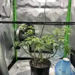 First Grow | Sundae Driver