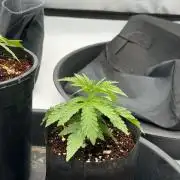 Blue Slushie F2 | Cherry Grenada