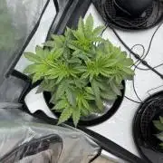 Stuffed Blue Cherry | Raw Genetics