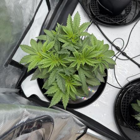 Stuffed Blue Cherry | Raw Genetics