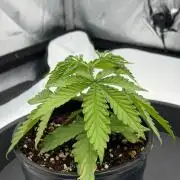Blue Slushie F2 | Cherry Grenada