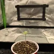 Lil' Red Riding Hood | Humboldt CSI