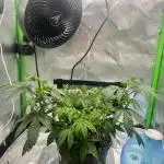 First Grow | Sundae Driver