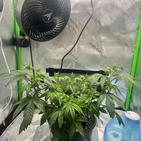 First Grow | Sundae Driver