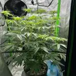 First Grow | Sundae Driver