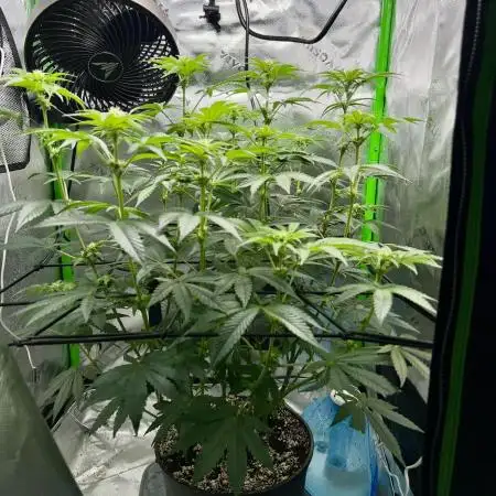First Grow | Sundae Driver